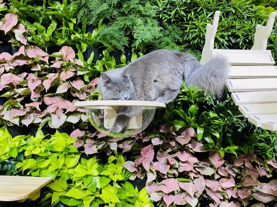 店铺植物墙