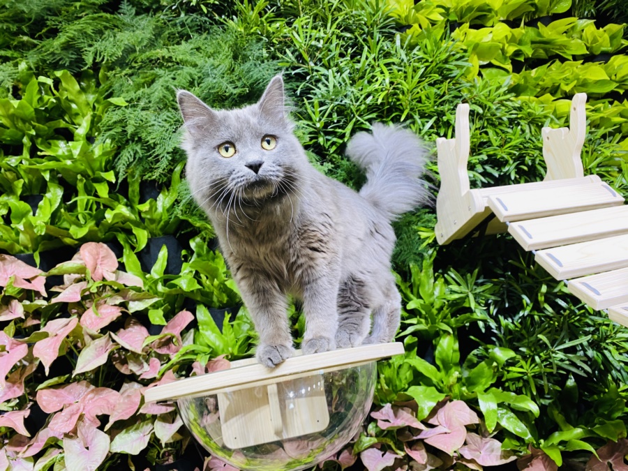 店铺植物墙