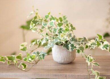 朋友要搬家，送哪種綠植更適合？
