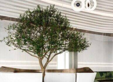 仿真樹(shù)的壽命是幾年？