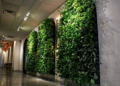 東莞植物墻：城市中的綠色瑰寶