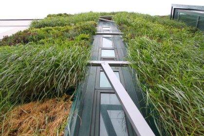 多功能南京綠植墻：城市美化、空氣凈化