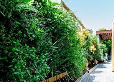 長(zhǎng)沙綠植墻：美麗與環(huán)保的共生
