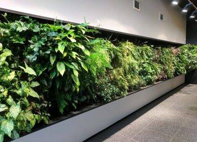 多功能蘇州綠植墻：美化城市和凈化空氣