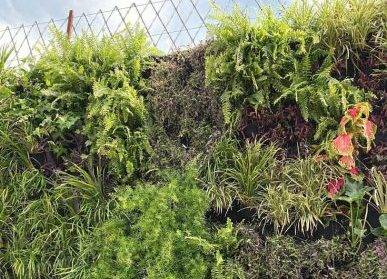 鄭州綠植墻護(hù)理技巧：讓綠意綻放更久