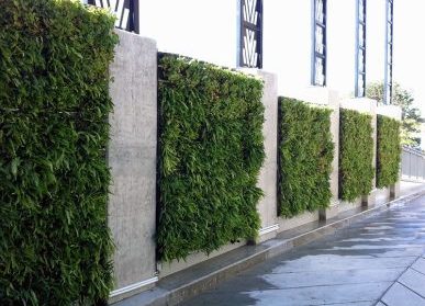 城市中的永恒花园——四季植物墙