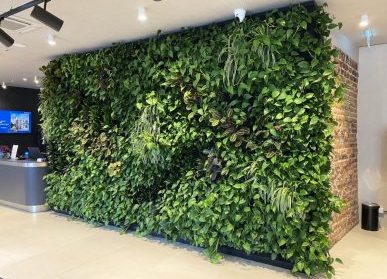 环保之美：植物墙的可持续绿化